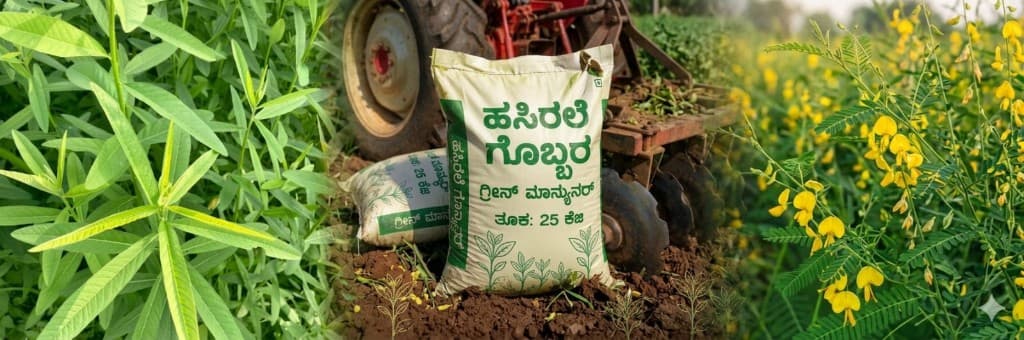 Green manure — hasirele gobbura from field to harvest