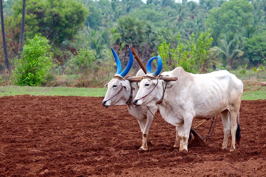 Traditional farming — oxen ploughing the field