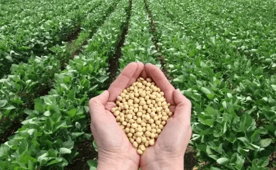 Organic soybeans — fresh harvest from the field