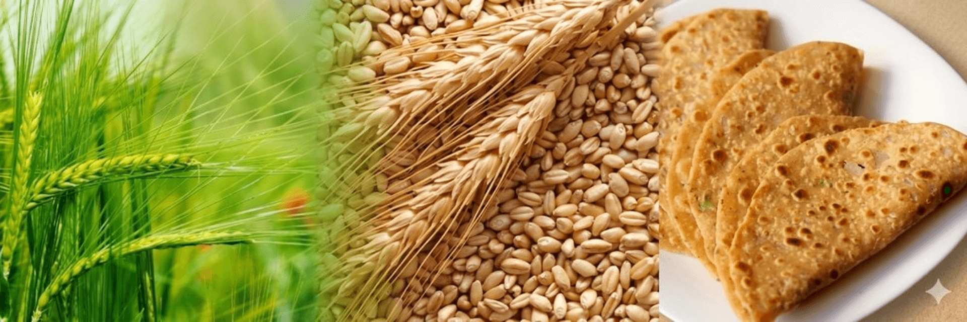 Organic wheat — from green field to grain to wholesome rotis